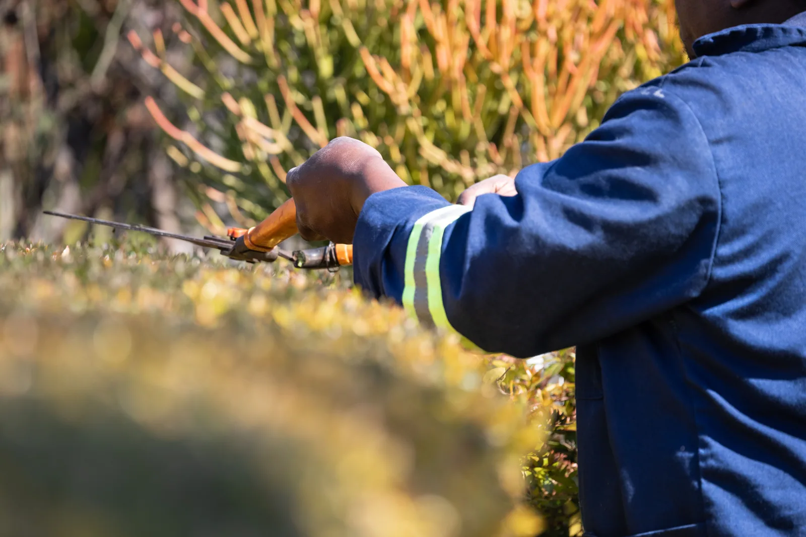 A gardener in a blue uniform trimming hedges outdoors with pruning shears