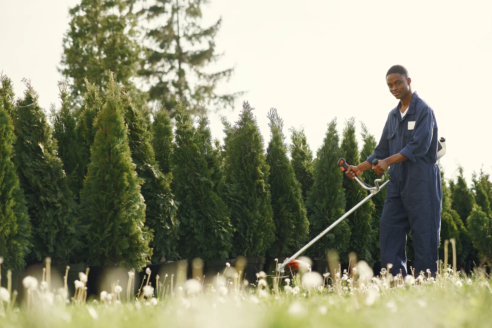 Worker in overalls trimming a tall row of hedging with a powered trimmer